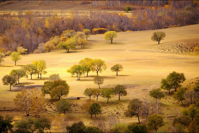 Hamaba's Trees