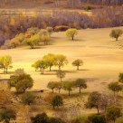 Hamaba's Trees