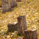 Tree stump