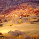 Hamaba's Golden Autumn