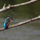 KINGFISHER