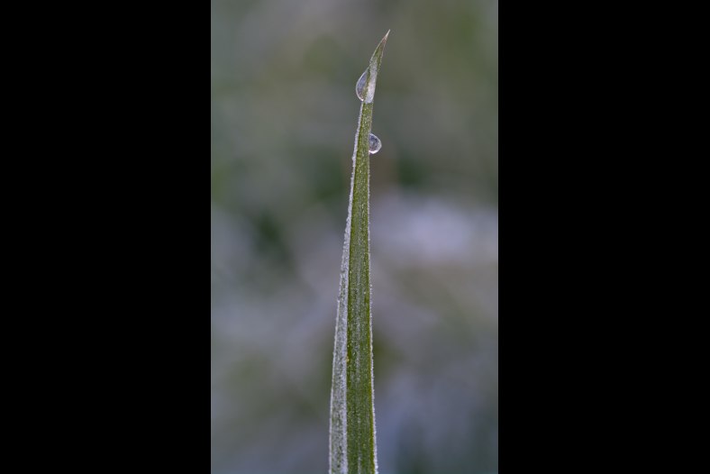 Frozen