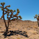 joshua trees