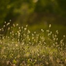In backlight