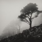 Trees in the mist