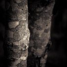 Tree Bark