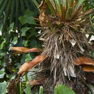 Palmera