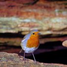 ROBIN