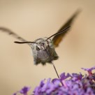Hummingbird Hawk-Moth