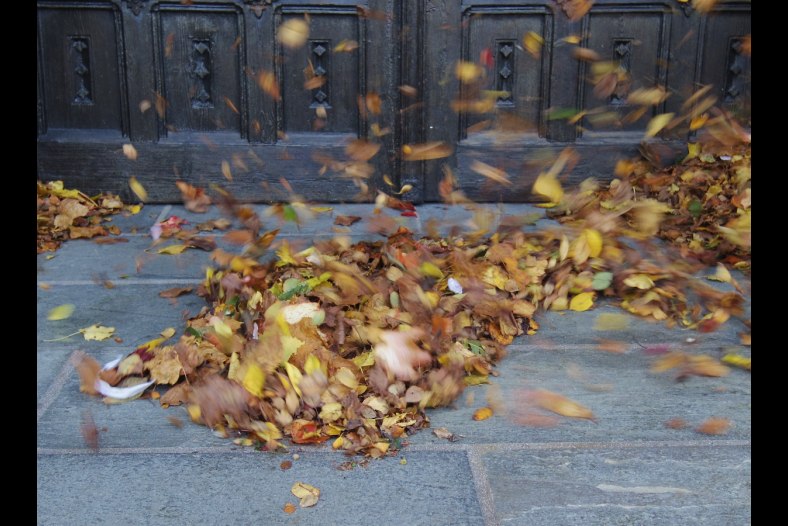 Autumn leaves