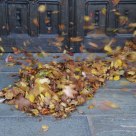 Autumn leaves