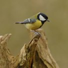 Great Tit
