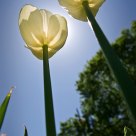 Reaching for the Sky