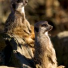 Erdmännchen beobachten ihre Umgebung