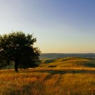 Golden August light