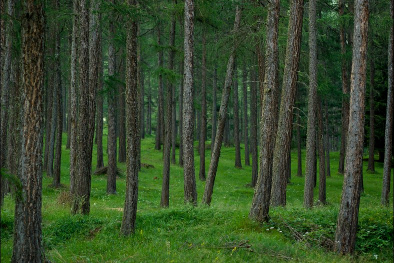 The fairy tale forest