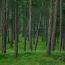 The fairy tale forest