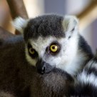 Ringtail