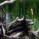 Stump