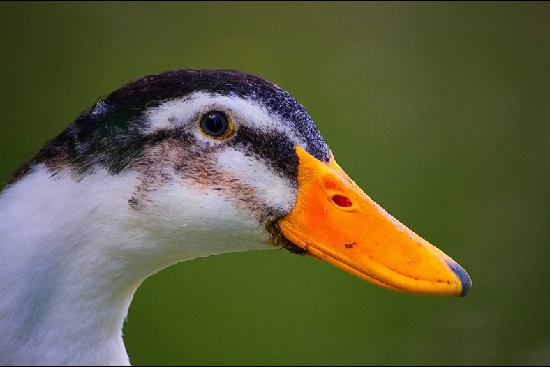 duck