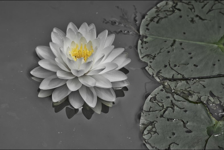 Waterlily