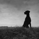 Hunting dog