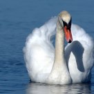 Le Cygne