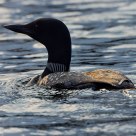 Evening sun catches the common loon