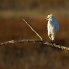 Cattle Egret on a Curved Perch