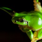 Model tree frog