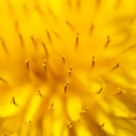 Dandy