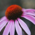 Coneflower