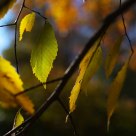 Autumn Leaves