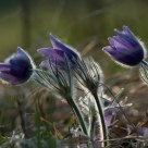 Spring Sun