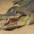 Hungry Crocodile