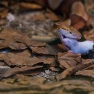 Hungry snake - part 1