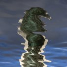 Seahorse