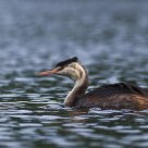 grebes