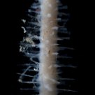 The Carnivorous Sponge, Asbestopluma occidentalis (1.5 cm long)
