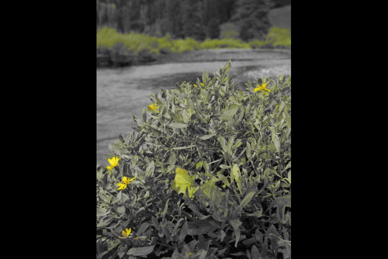 Q- color extract filter 