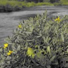 Q- color extract filter 