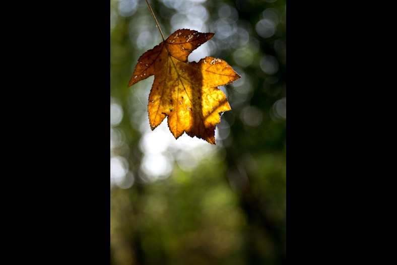 Autumn's bokeh