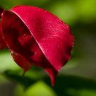 Autumn red
