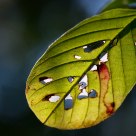 Hole in the... leaf.