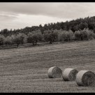Tuscany field