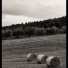 Field - Tuscany