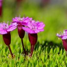 Alpine Flowers