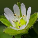 Stellaria Media