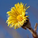 Alpine Flower