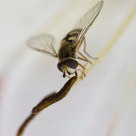 Fly on lilly